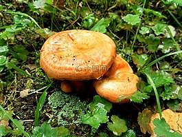 蘑菇,雨后,山坡