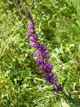 蘭花,花,軸