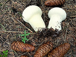 蘑菇,雨后,山坡