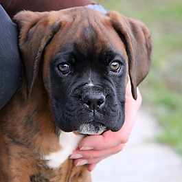 小狗,對動物的愛,警衛(wèi)犬