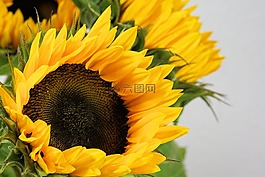 太陽花,花,開花