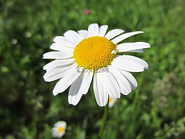 magaritte,白花,開花