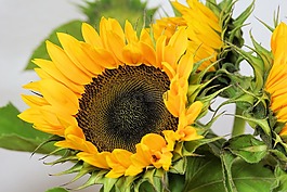 太陽花,花,開花