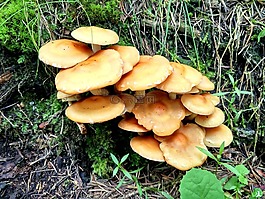蘑菇,雨后,山坡