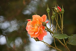 玫瑰,玫瑰藤,鮮花