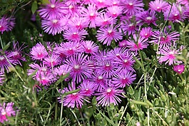 松國家,鮮花,植物
