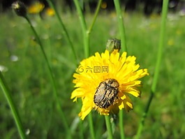 花粉,甲蟲,昆蟲