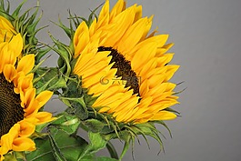 太陽(yáng)花,花,開(kāi)花