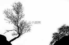 樹,冬天,枝杈