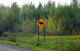 駝鹿,道路標(biāo)志,加拿大