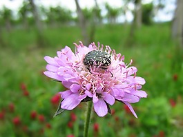 玫瑰花朵,昆蟲,花