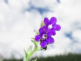 紫色的小花,天空,厂
