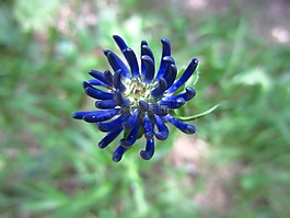 藍(lán)色,開(kāi)花,智能