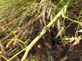 螞蟻,蚜蟲,茴香
