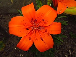 開花,紅色,廠