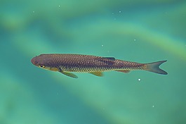 魚,水,湖