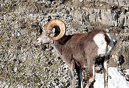山羊,動(dòng)物,山