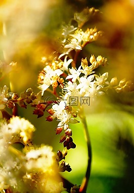 性質(zhì),花,春天