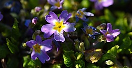鮮花,潘茜,廠