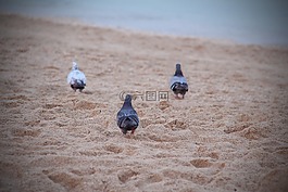 鳥,鴿子,自然