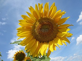 太陽花,關(guān)閉,天空