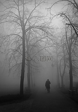 霧,秋,公園