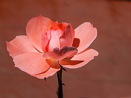 羅莎,花,粉紅色的花瓣