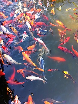 金魚,錦鯉,魚