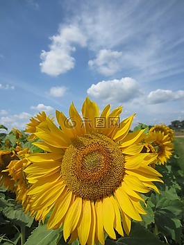 太陽花,關(guān)閉,天空