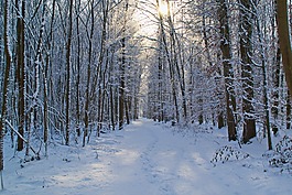 森林,雪,冬天
