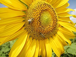 太陽花,關(guān)閉,蜜蜂