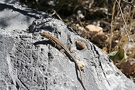 蜥蜴,石,爬行動(dòng)物