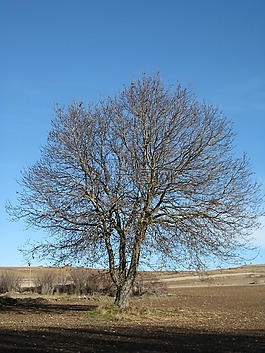蒙卡约,augustobriga,arekorata