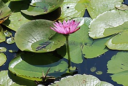 池,蓮花,百合