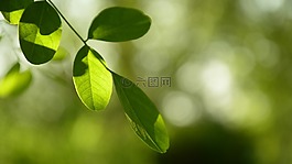 綠色,葉,光線