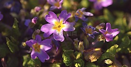 鮮花,潘茜,廠