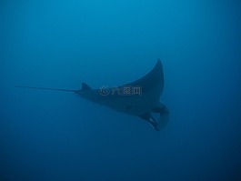 蝠鲼,光線,馬爾代夫