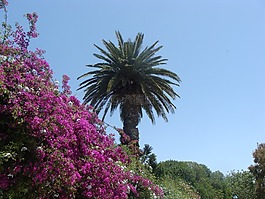 花卉,棕櫚,海灘