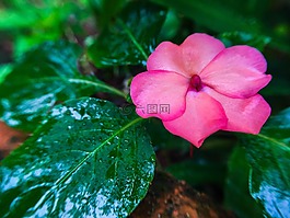 粉紅色的花,特寫(xiě),宏攝影