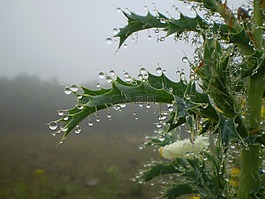 雨,植物,滴