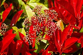 紅葉石楠,對沖,葉子