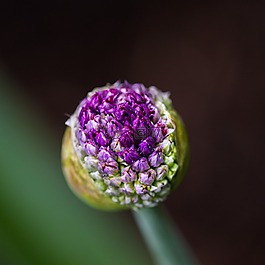 花,盛開,綠色