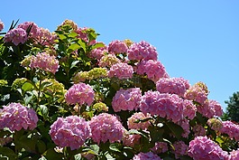 繡球花,鮮花,粉色