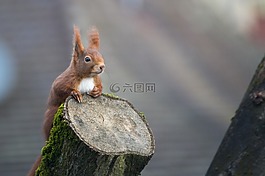 松鼠,動物,性質(zhì)