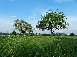 蘋果樹,樹木,蘋果花