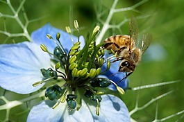 蜜蜂,夏季,昆蟲