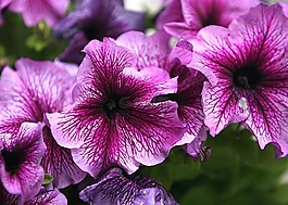 花,矮牽牛,開花