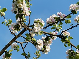 蘋果花,科,蘋果樹
