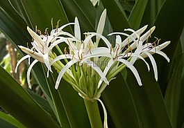 花,植物,crinum pedunculatum