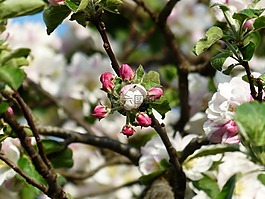 蘋果花,蘋果樹,開花
